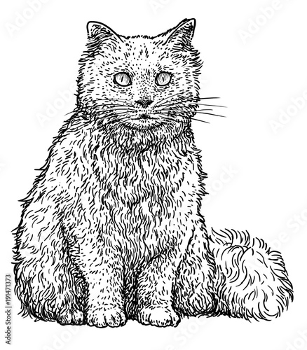 Persian cat illustration, drawing, engraving, ink, line art, vector