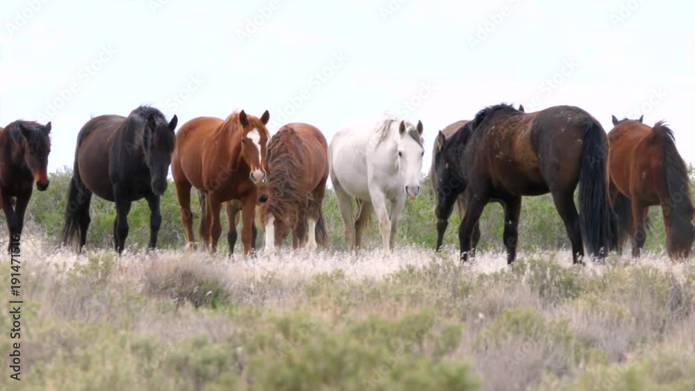 Slow motion wild horse herd fighting at the west desert in Utah Slow motion wild horse herd fighting at the west desert in Utah