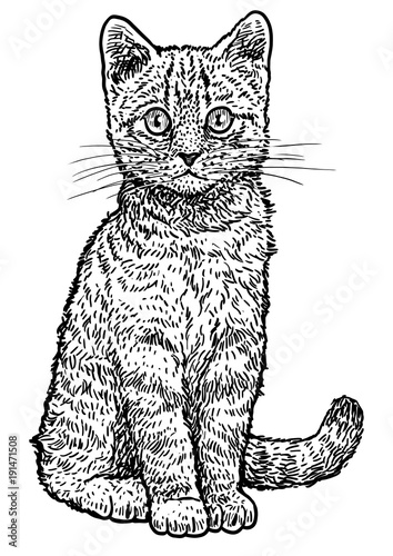 Tabby kitten illustration, drawing, engraving, ink, line art, vector