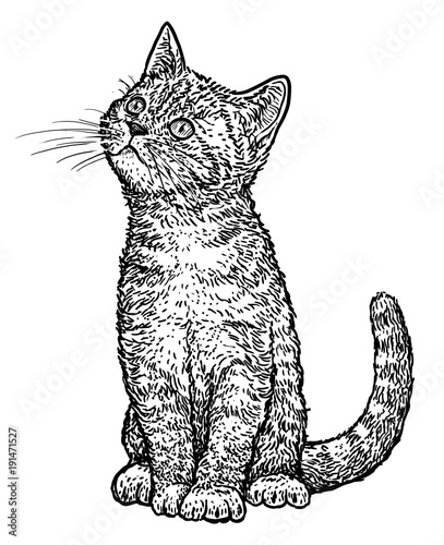 Tabby kitten illustration, drawing, engraving, ink, line art, vector