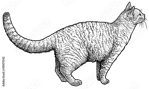 Listening cat illustration, drawing, engraving, ink, line art, vector