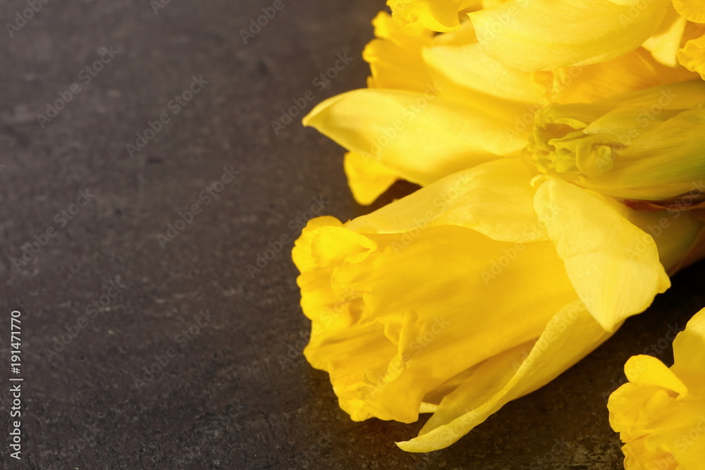 Fototapeta premium Narcissus - daffodil, a species of amaryliaceous plant species.