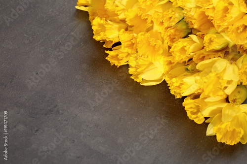 Fototapeta Naklejka Na Ścianę i Meble -  Narcissus - daffodil, a species of amaryliaceous plant species.