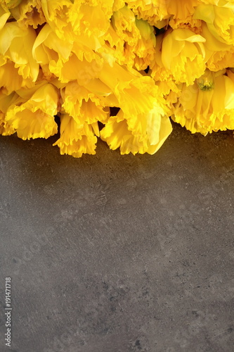 Fototapeta Naklejka Na Ścianę i Meble -  Narcissus - daffodil, a species of amaryliaceous plant species.