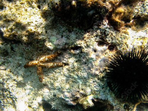 Beautiful orange starfish sea star in croatia sea © Michal