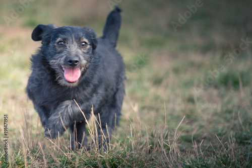Fotografie Cute puppies from dogs shelter