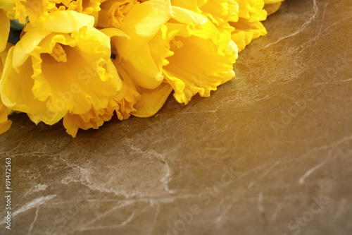 Fototapeta Naklejka Na Ścianę i Meble -  Narcissus - daffodil, a species of amaryliaceous plant species.