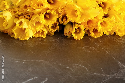 Fototapeta Naklejka Na Ścianę i Meble -  Narcissus - daffodil, a species of amaryliaceous plant species.