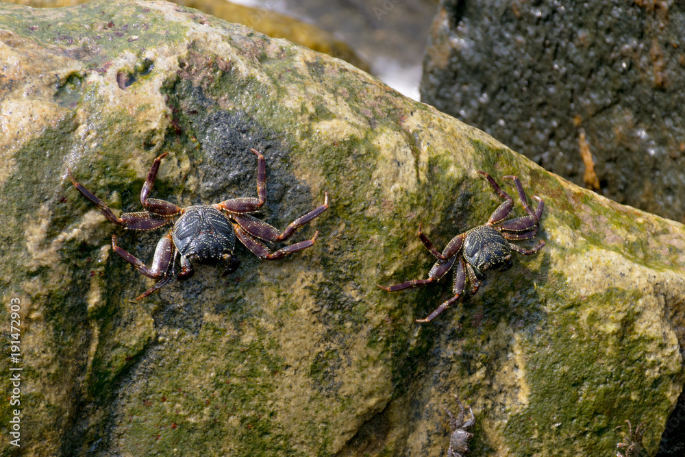 Crabs on mossy rock surface