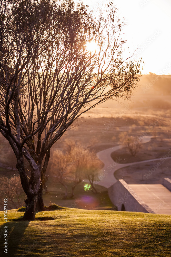 Naklejka premium Tree caught in the setting sunlight with a bridge and pathways.