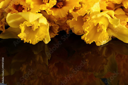 Fototapeta Naklejka Na Ścianę i Meble -  Narcissus - daffodil, a species of amaryliaceous plant species.