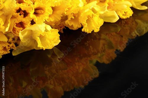 Fototapeta Naklejka Na Ścianę i Meble -  Narcissus - daffodil, a species of amaryliaceous plant species.