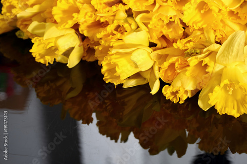 Fototapeta Naklejka Na Ścianę i Meble -  Narcissus - daffodil, a species of amaryliaceous plant species.