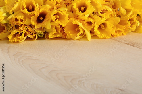 Fototapeta Naklejka Na Ścianę i Meble -  Narcissus - daffodil, a species of amaryliaceous plant species.