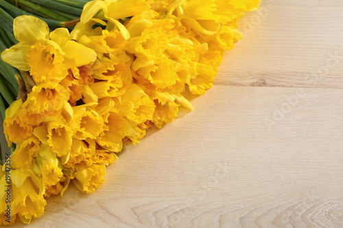 Fototapeta Naklejka Na Ścianę i Meble -  Narcissus - daffodil, a species of amaryliaceous plant species.