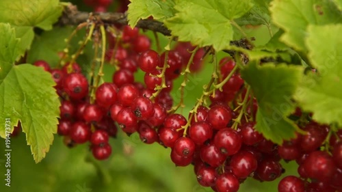 Close-up shot of branch with bunch of ripe red currant being wet after rain photo