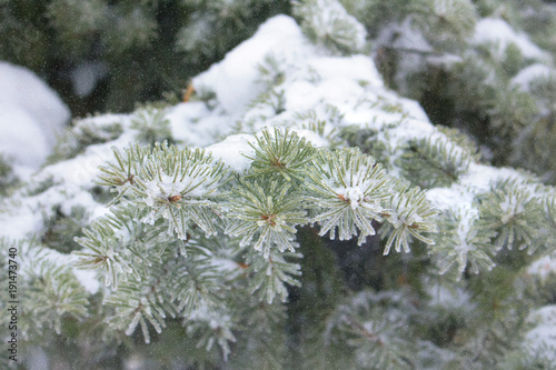 spruce branches in snow, winter weather, festive fresh background with snowfall