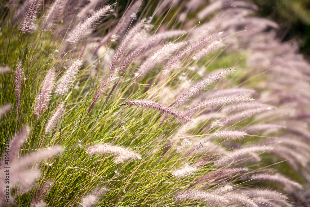 Long grass flowers blowing in the wind. Long grass flowers blowing in the wind.