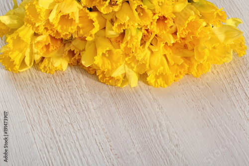 Fototapeta Naklejka Na Ścianę i Meble -  Narcissus - daffodil, a species of amaryliaceous plant species.