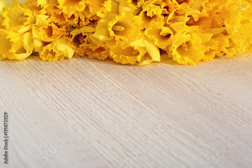 Fototapeta Naklejka Na Ścianę i Meble -  Narcissus - daffodil, a species of amaryliaceous plant species.
