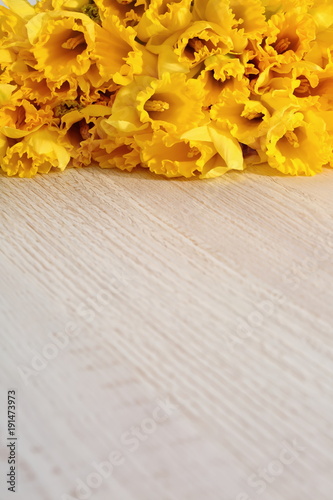 Fototapeta Naklejka Na Ścianę i Meble -  Narcissus - daffodil, a species of amaryliaceous plant species.