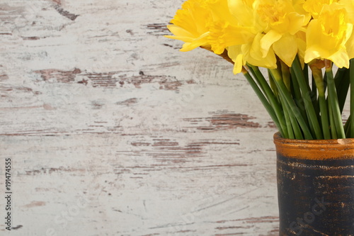 Fototapeta Naklejka Na Ścianę i Meble -  Narcissus - daffodil, a species of amaryliaceous plant species.