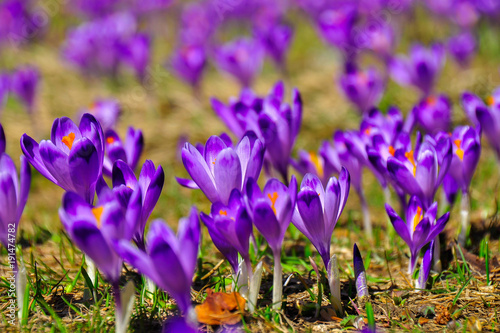 Beauty of purple crocus of spring nature.