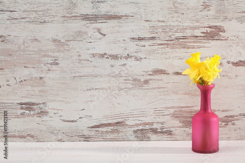 Fototapeta Naklejka Na Ścianę i Meble -  Narcissus - daffodil, a species of amaryliaceous plant species.
