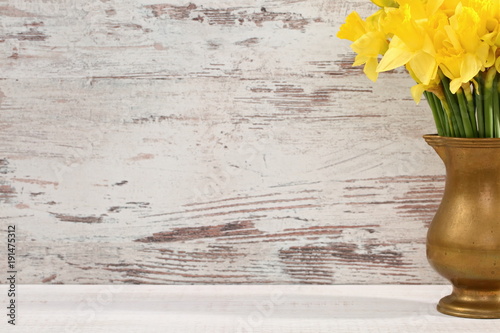 Fototapeta Naklejka Na Ścianę i Meble -  Narcissus - daffodil, a species of amaryliaceous plant species.