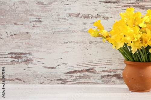 Fototapeta Naklejka Na Ścianę i Meble -  Narcissus - daffodil, a species of amaryliaceous plant species.
