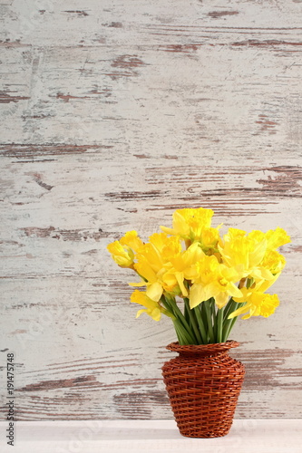 Fototapeta Naklejka Na Ścianę i Meble -  Narcissus - daffodil, a species of amaryliaceous plant species.