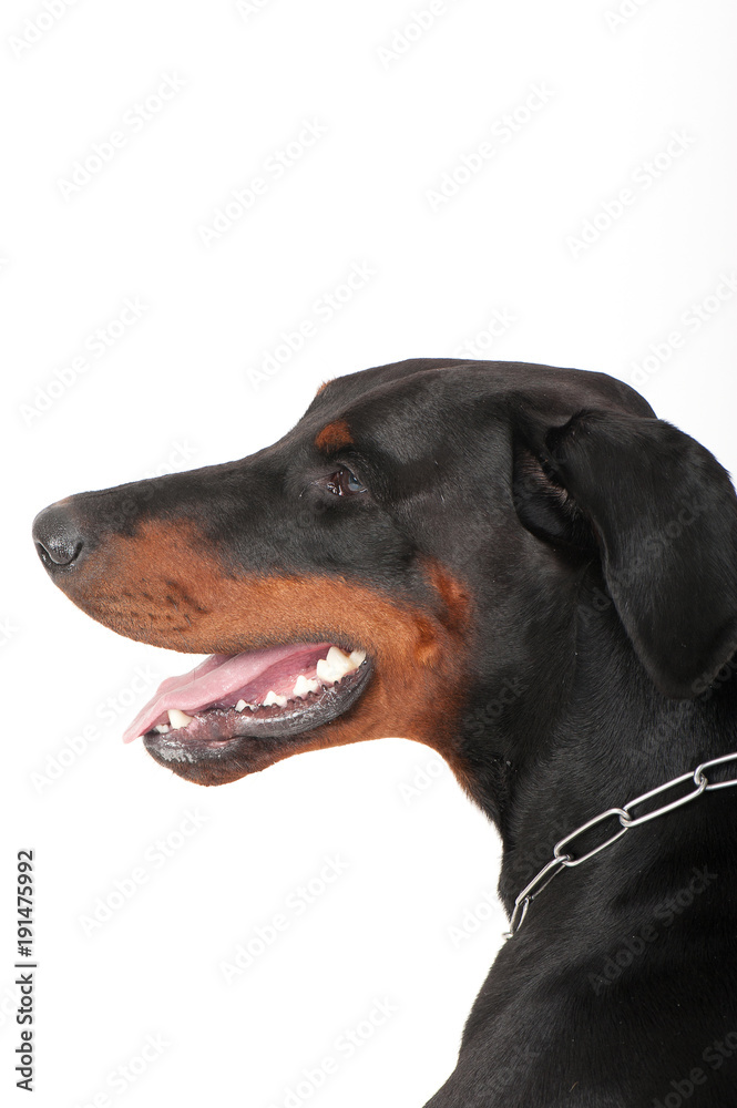 dog breed dobermann big guard protection power muscular black-brown color big ears chain pets domestic isolatebig ears chain pets domestic isolate