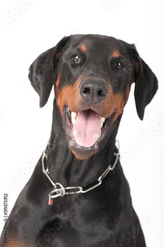 Fototapeta dog breed dobermann big guard protection power muscular black-brown color big ea