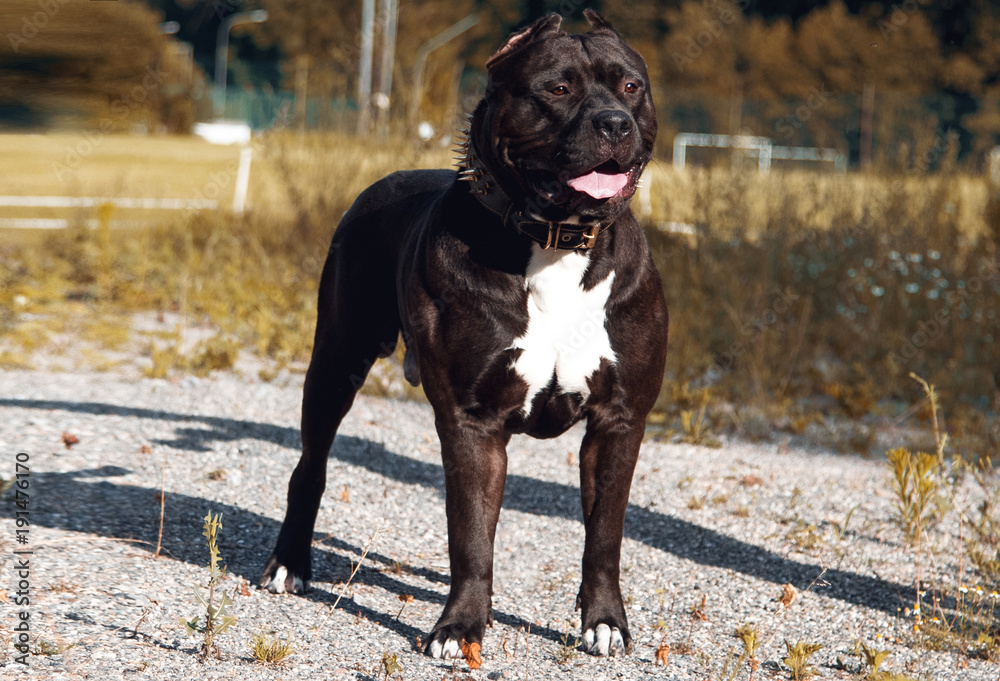 Hund Pitbull Dog American Bully Black Stock Photo | Adobe Stock