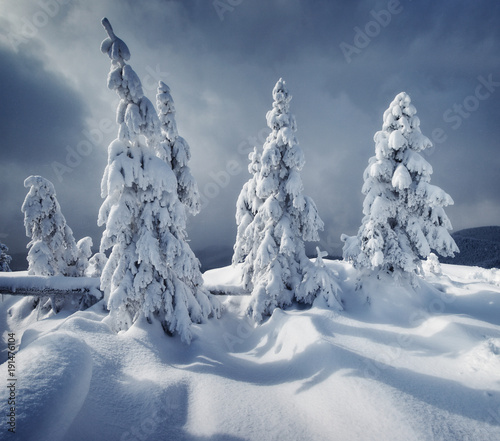 Majestic white spruces glowing by sunlight. Picturesque wintry scene.