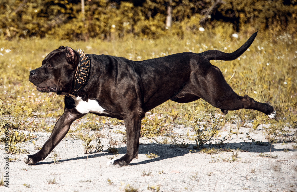 Pitbull Dog American Bully Black Pitbull Dog American Bully Black