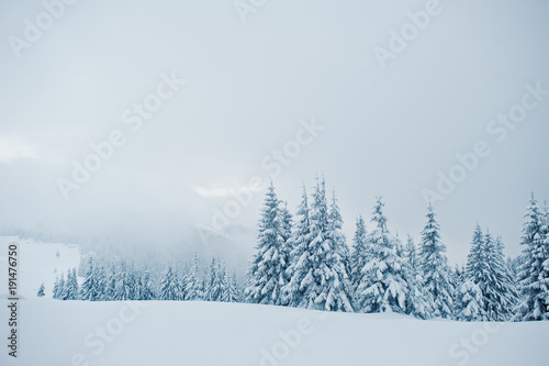 Pine trees covered by snow on mountain Chomiak. Beautiful winter landscapes of Carpathian mountains, Ukraine. Majestic frost nature. © AS Photo Family