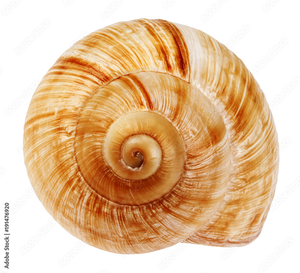 Snail shell