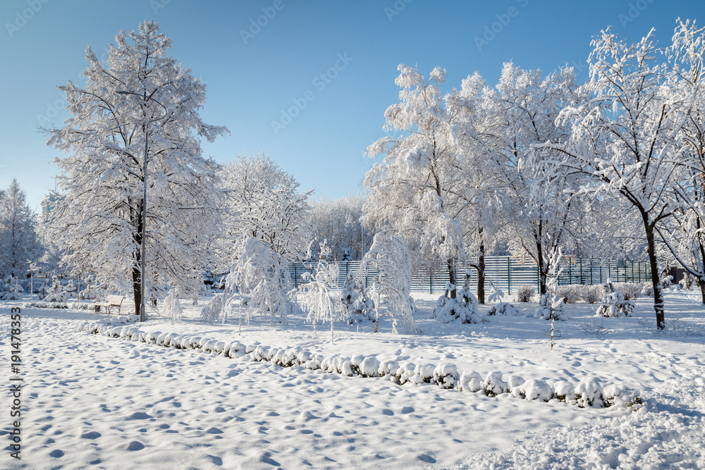 Trees covered with snow in the city park in winter Trees covered with snow in the city park in winter