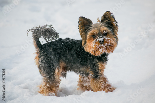 yorkshire terrier in the snow © Donatas