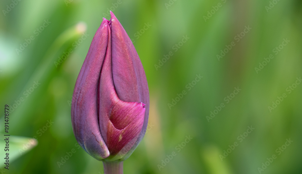 Violette verwachsene Tulpenblüte Violette verwachsene Tulpenblüte