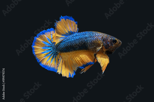 Betta Splendens - Fighting Fish - Kampffisch photo