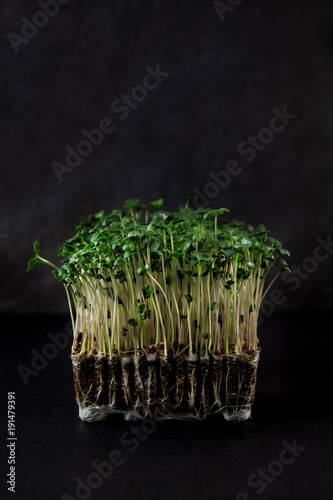 fresh garden kress ready to harvest for salat on black slate kitchen plate background photo