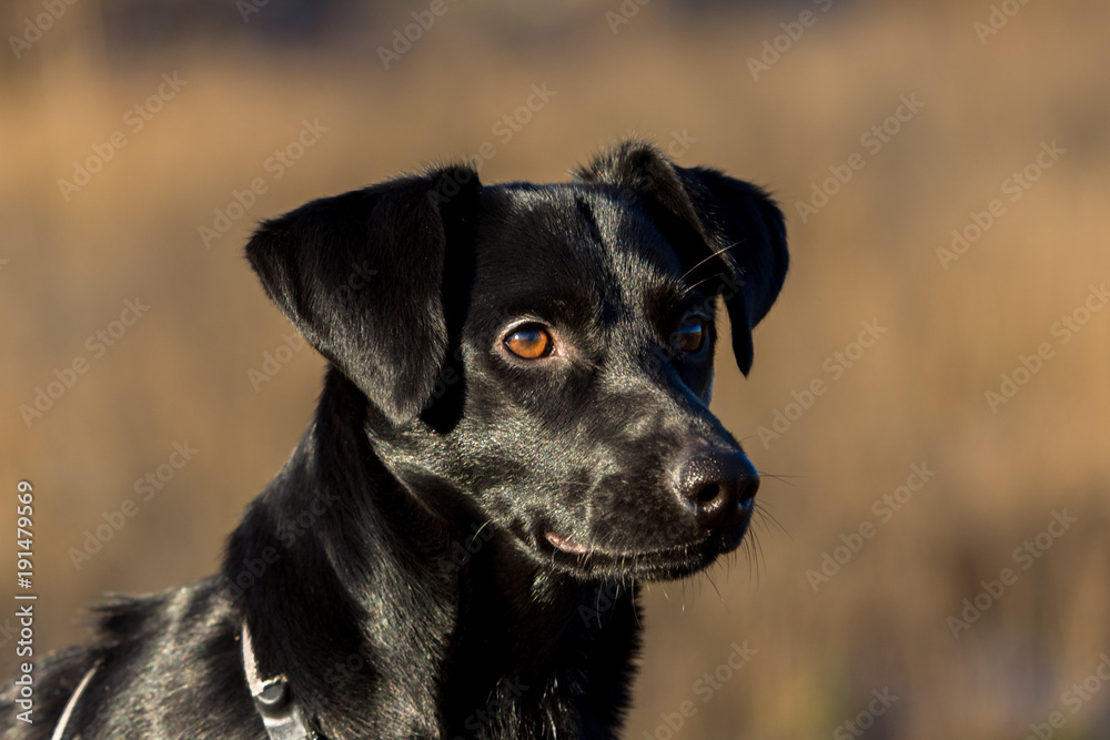 Portrait of beautiful small black dog, looking aside, sitting in a sunny meadow