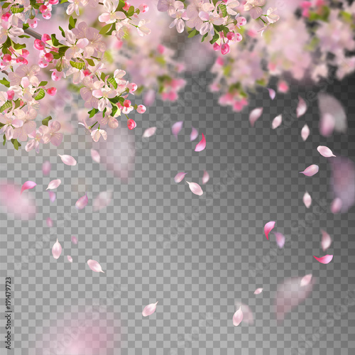 Spring Cherry Blossom