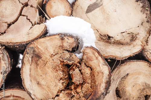 Rotten tree logs stacked under the snow