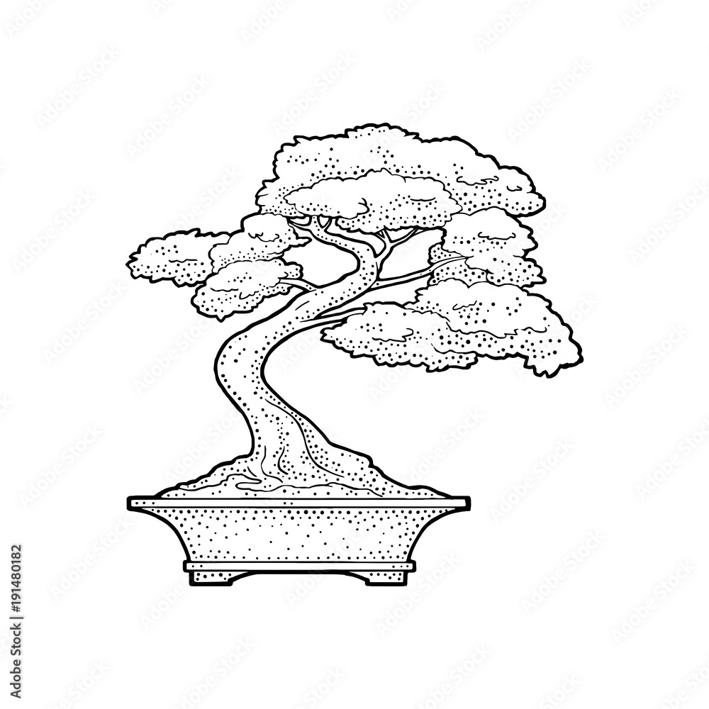 Fototapeta Bonsai tree in pot. Vintage black vector engraving illustration