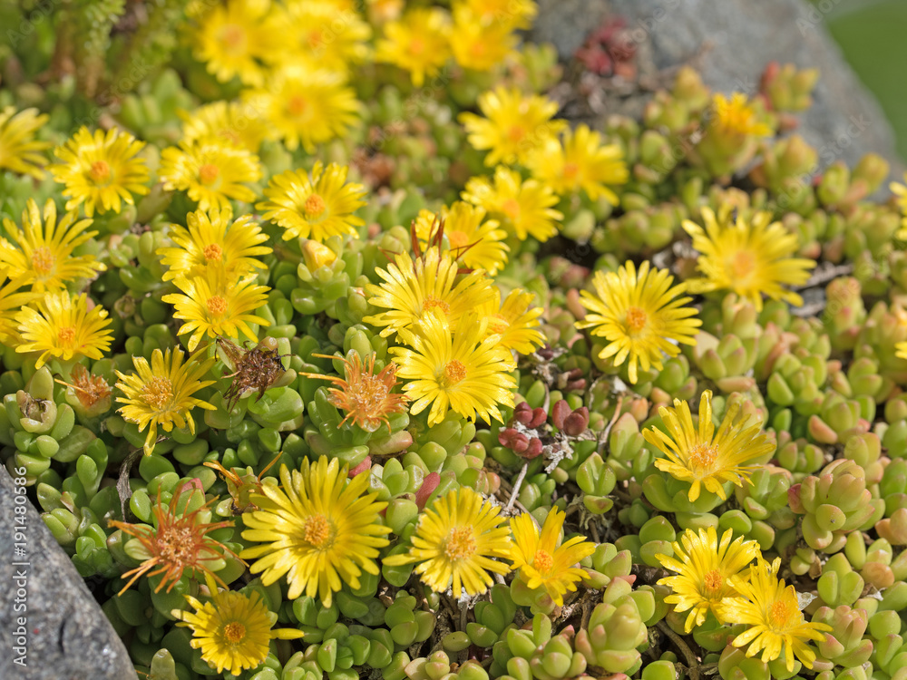 Blühende Fetthenne, Dickblattgewächs, Crassulaceae Blühende Fetthenne, Dickblattgewächs, Crassulaceae