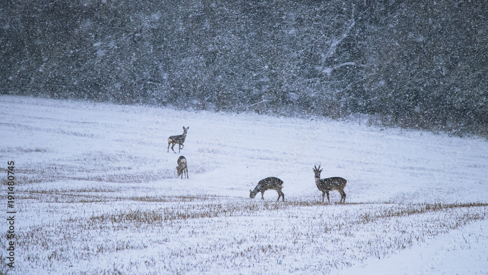 Obraz premium Wild roe deer herd in a snowstorm