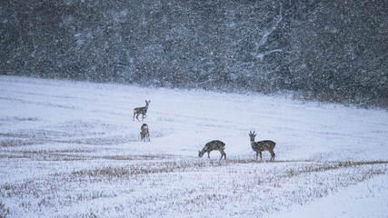 Fotobehang Ree Kudde reeën in sneeuwstorm  © encierro